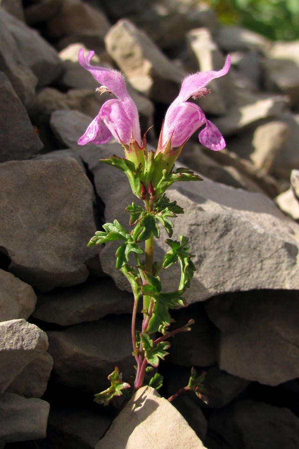 Image of Lamium glaberrimum specimen.