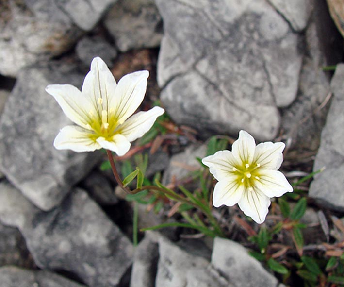 Image of Lloydia serotina specimen.