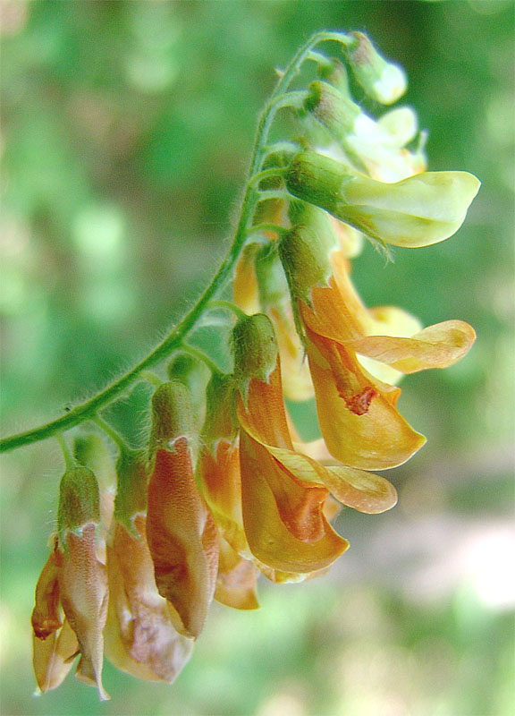 Image of Vicia crocea specimen.