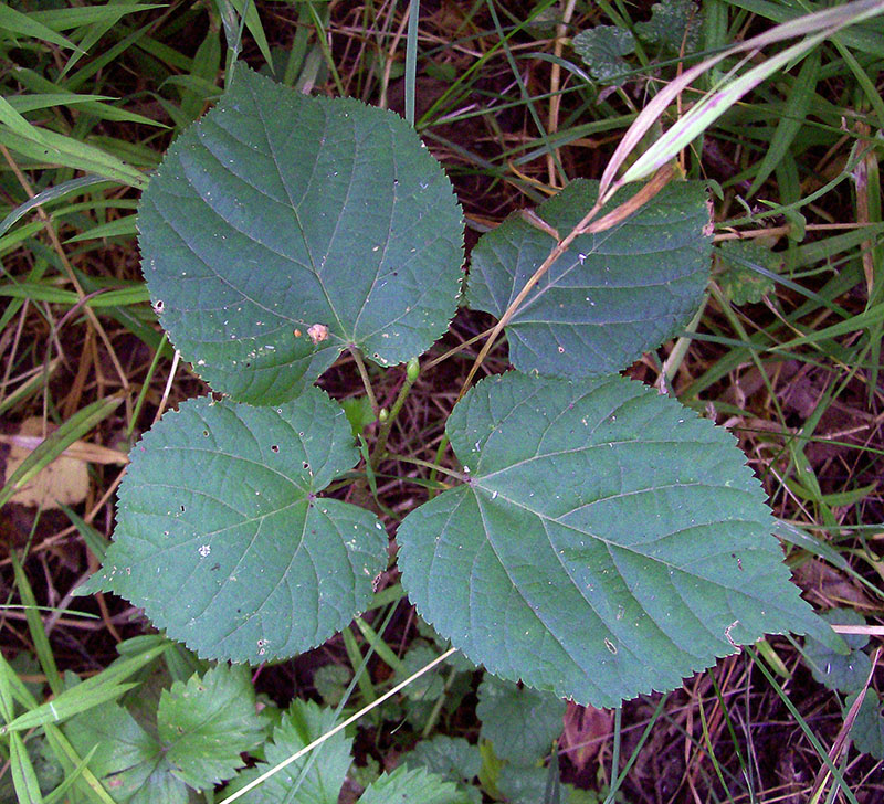 Image of Tilia cordata specimen.