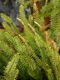 Lycopodium annotinum