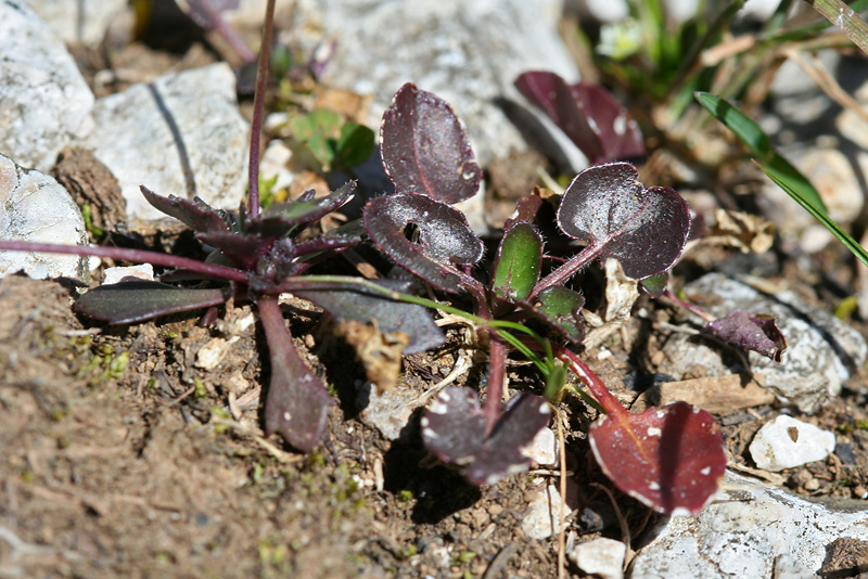 Image of Draba hispida specimen.