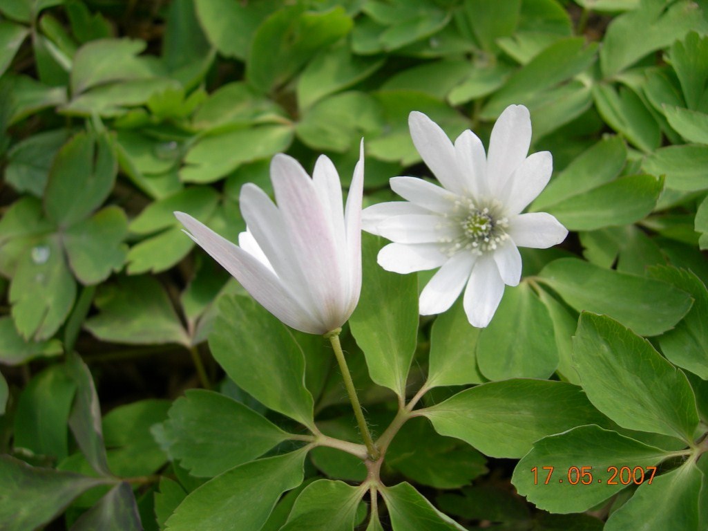 Image of Anemone raddeana specimen.