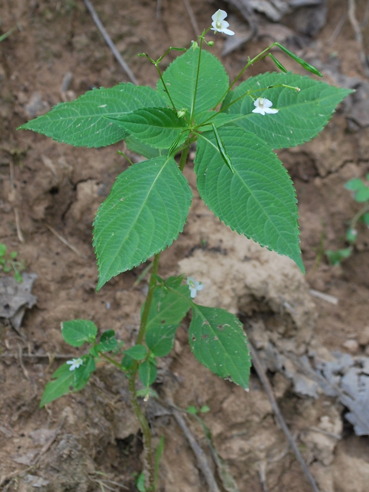 Image of Impatiens parviflora specimen.