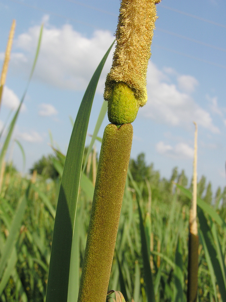 Изображение особи Typha latifolia.