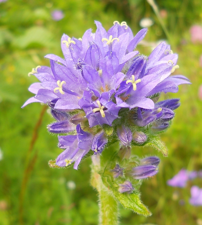 Изображение особи Campanula cervicaria.