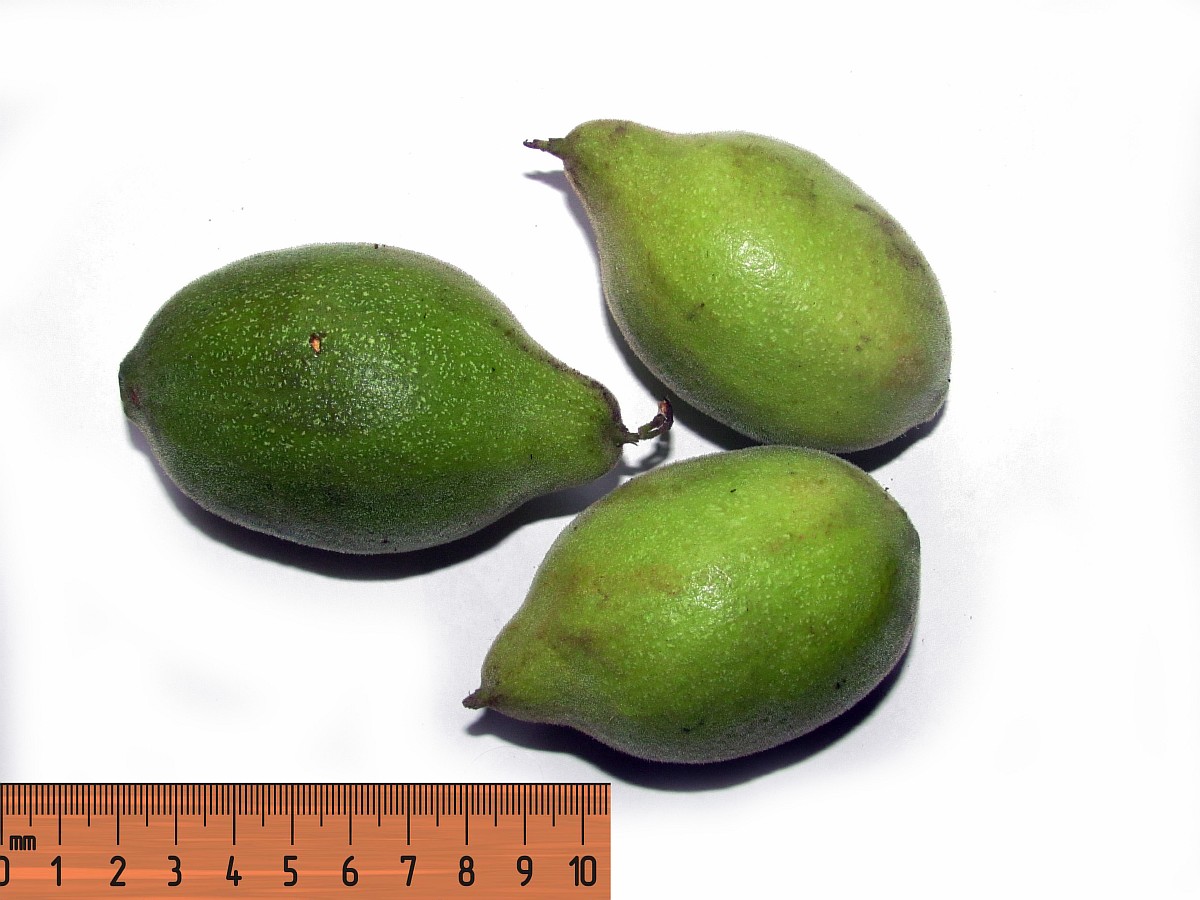 Image of genus Juglans specimen.