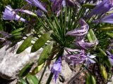 Agapanthus africanus. Часть соцветия с цветками и завязавшимися плодами. Португалия, Обидуш. 16.07.2012.