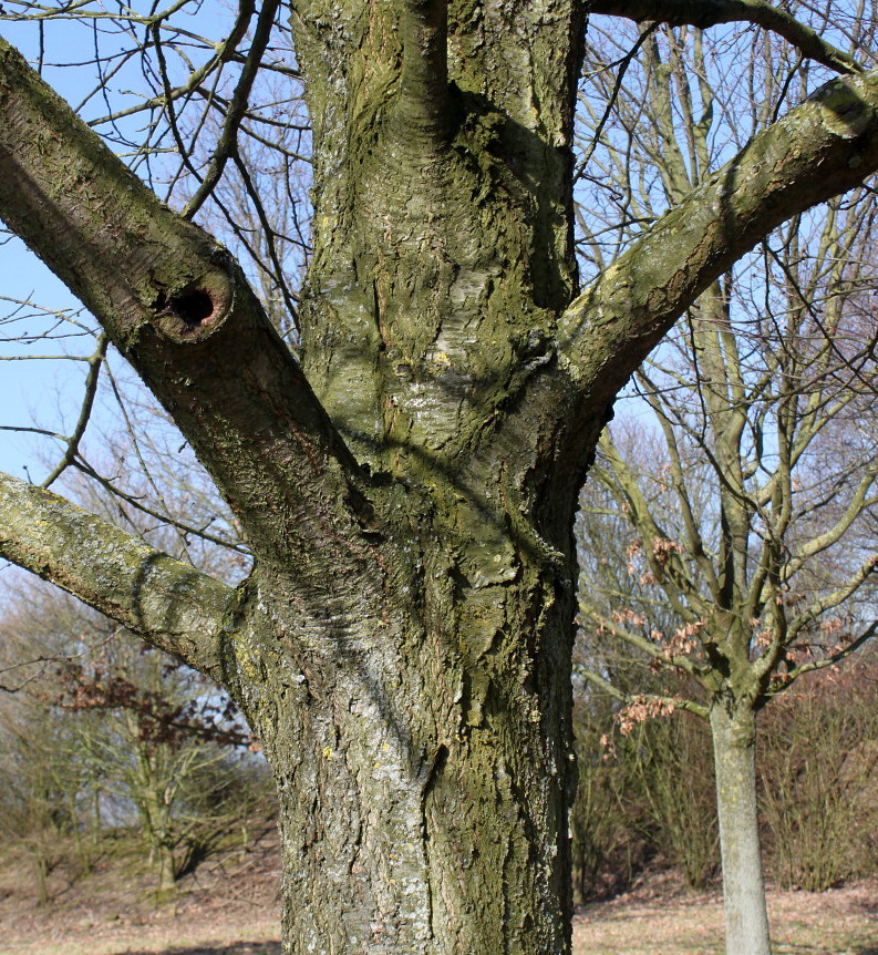 Image of Cerasus avium specimen.