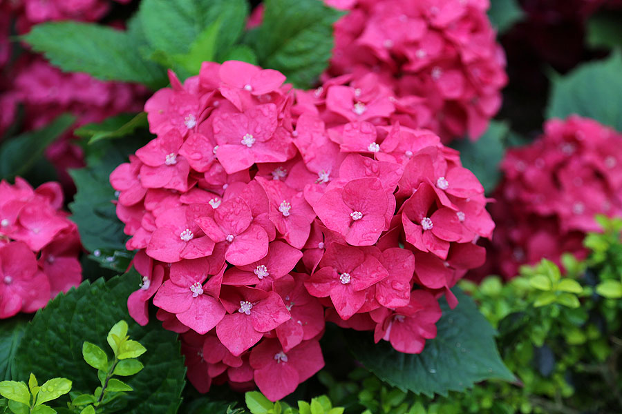 Изображение особи Hydrangea macrophylla.