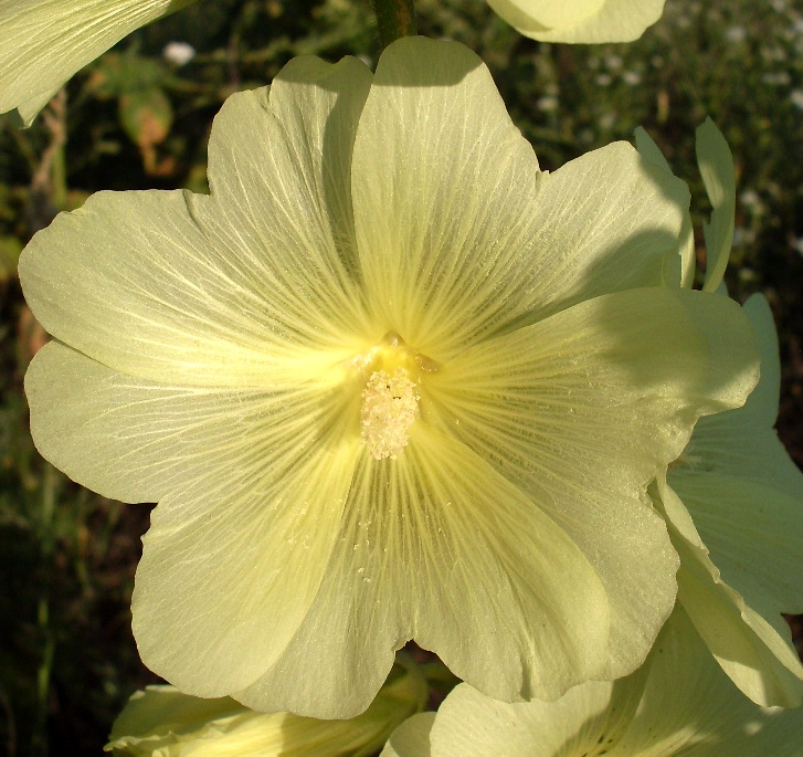 Изображение особи Alcea rugosa.