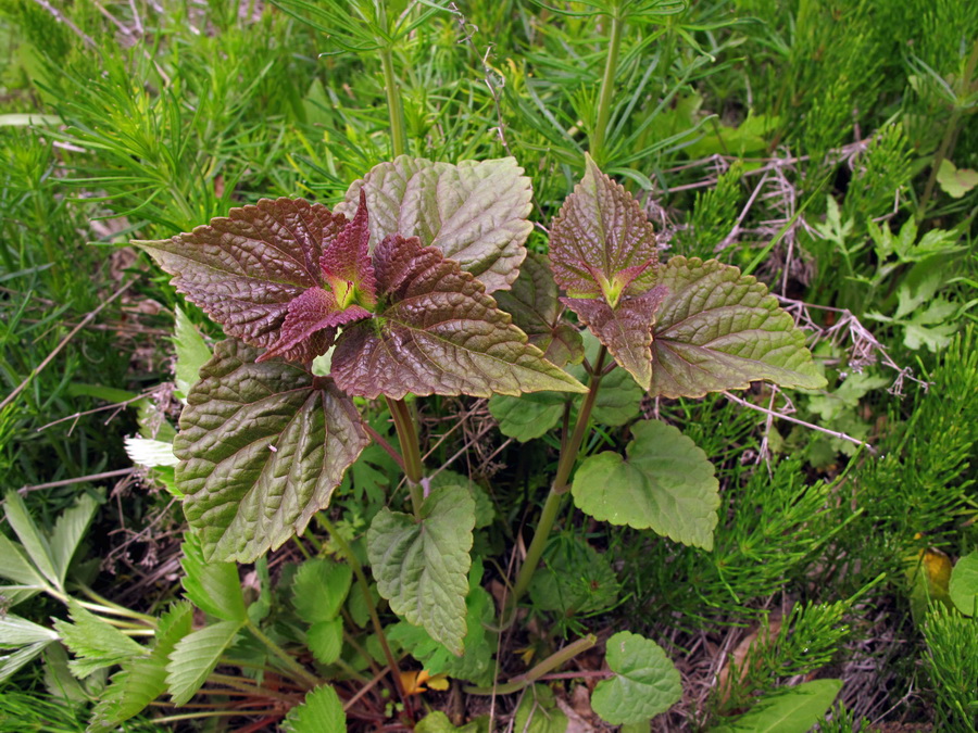 Image of Agastache rugosa specimen.