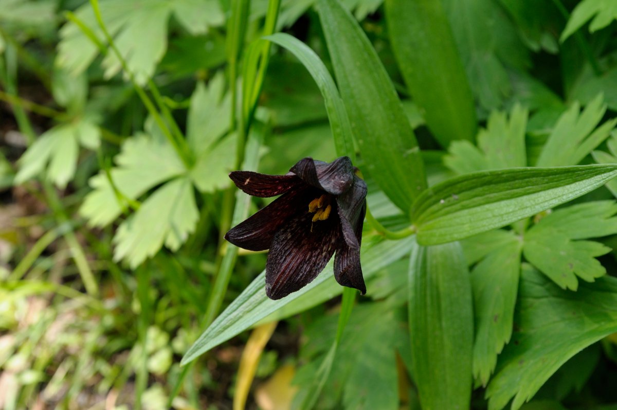 Изображение особи Fritillaria camschatcensis.