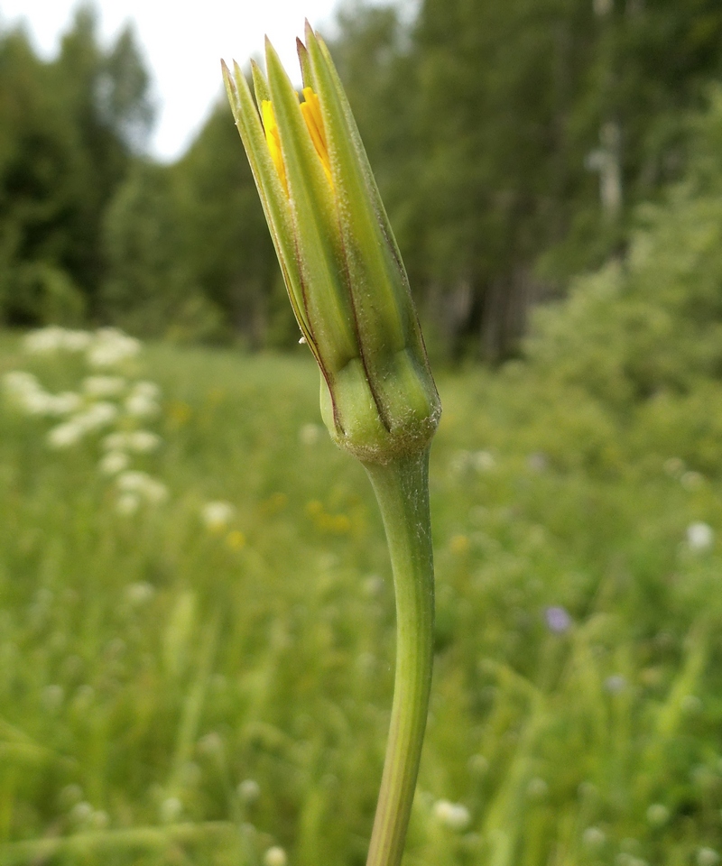 Изображение особи Tragopogon pratensis.