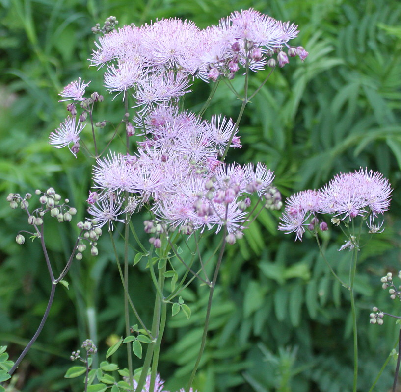 Image of Thalictrum aquilegiifolium specimen.