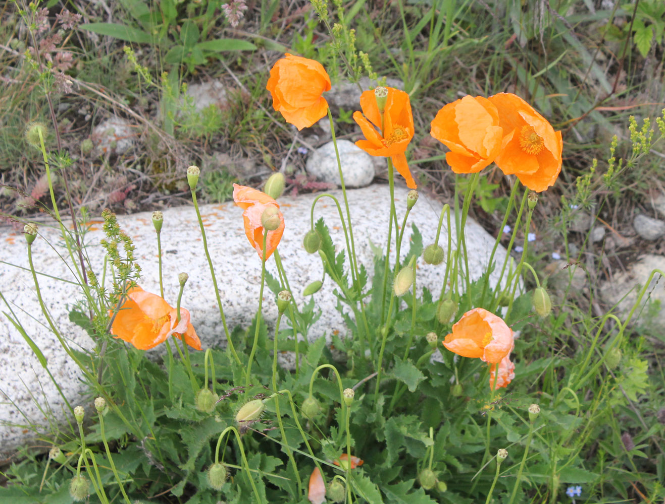 Изображение особи Papaver oreophilum.