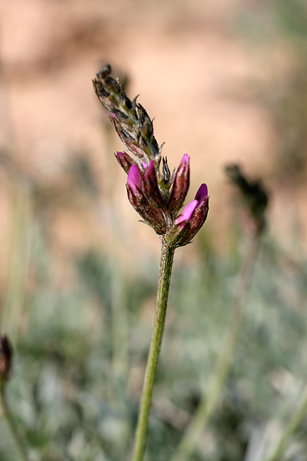 Image of genus Oxytropis specimen.