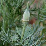 Eschscholzia californica. Бутон. Германия, г. Krefeld, Ботанический сад. 06.08.2013.