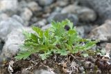 Papaver lapponicum. Листья. Кольский п-ов, Хибины, подножие у южного склона массива Кукисвумчорр. 17.06.2013.