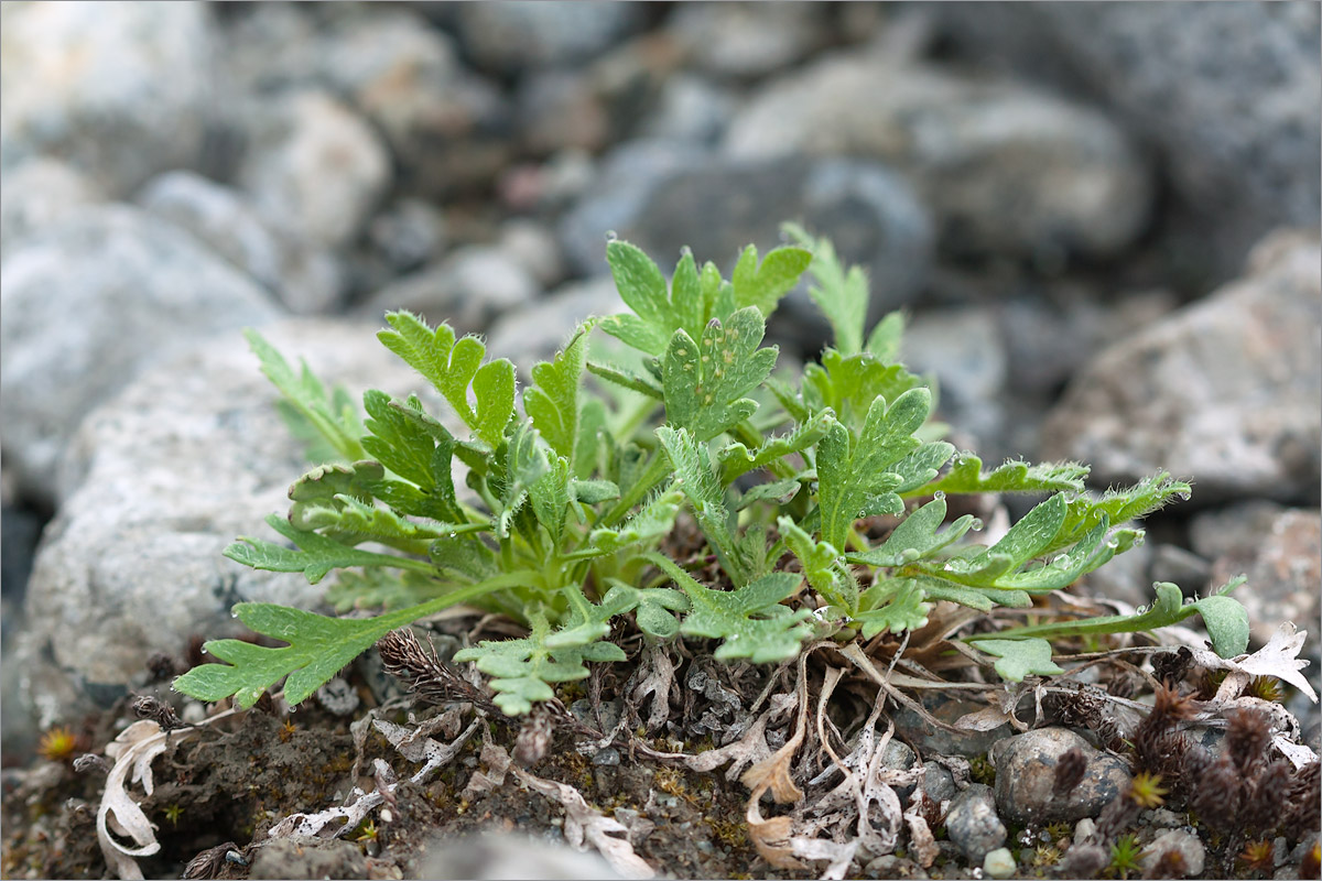 Изображение особи Papaver lapponicum.