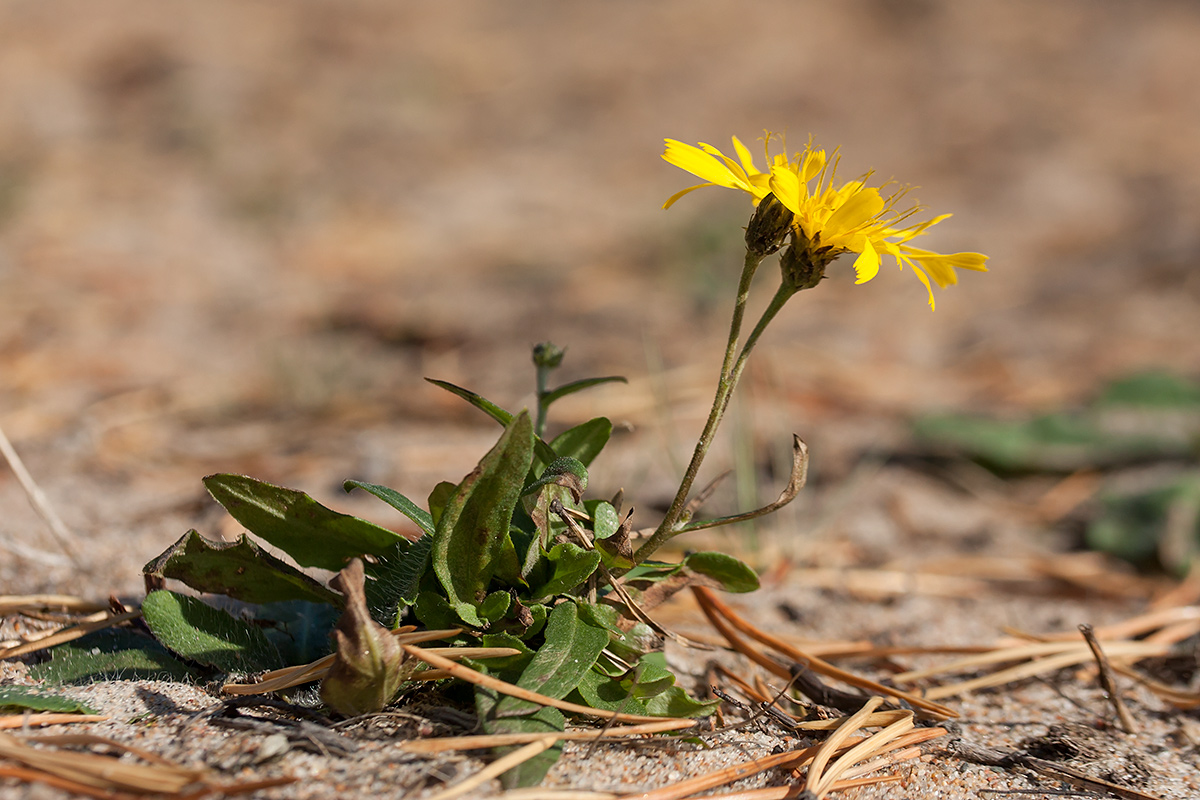 Изображение особи Hieracium umbellatum var. dunale.