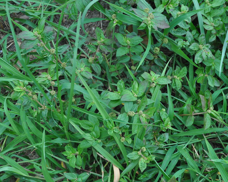 Image of Euphorbia hirta specimen.