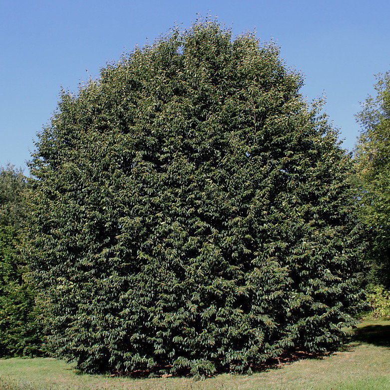 Изображение особи Fagus orientalis.