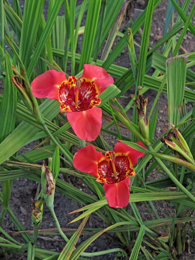 Image of Tigridia pavonia specimen.