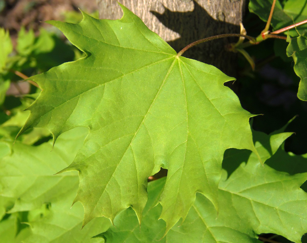 Image of Acer platanoides specimen.