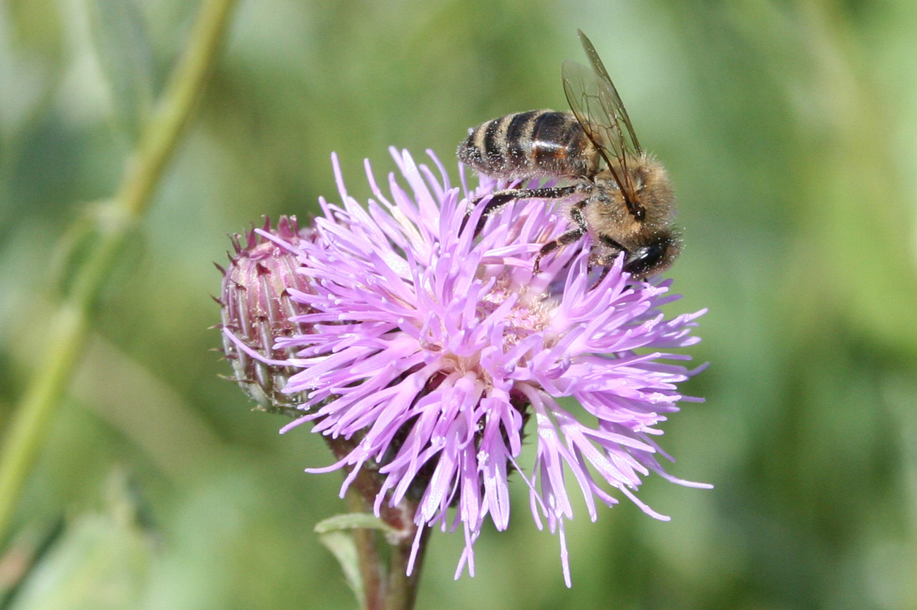 Image of Cirsium setosum specimen.