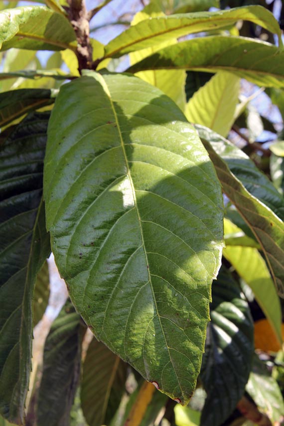 Image of Eriobotrya japonica specimen.