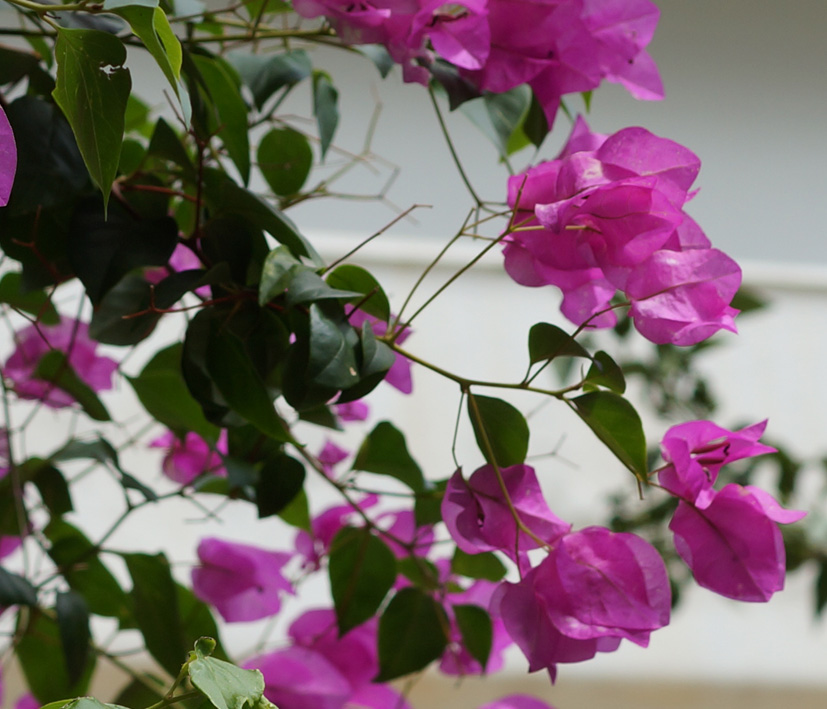 Image of genus Bougainvillea specimen.