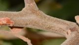 Bursera hindsiana