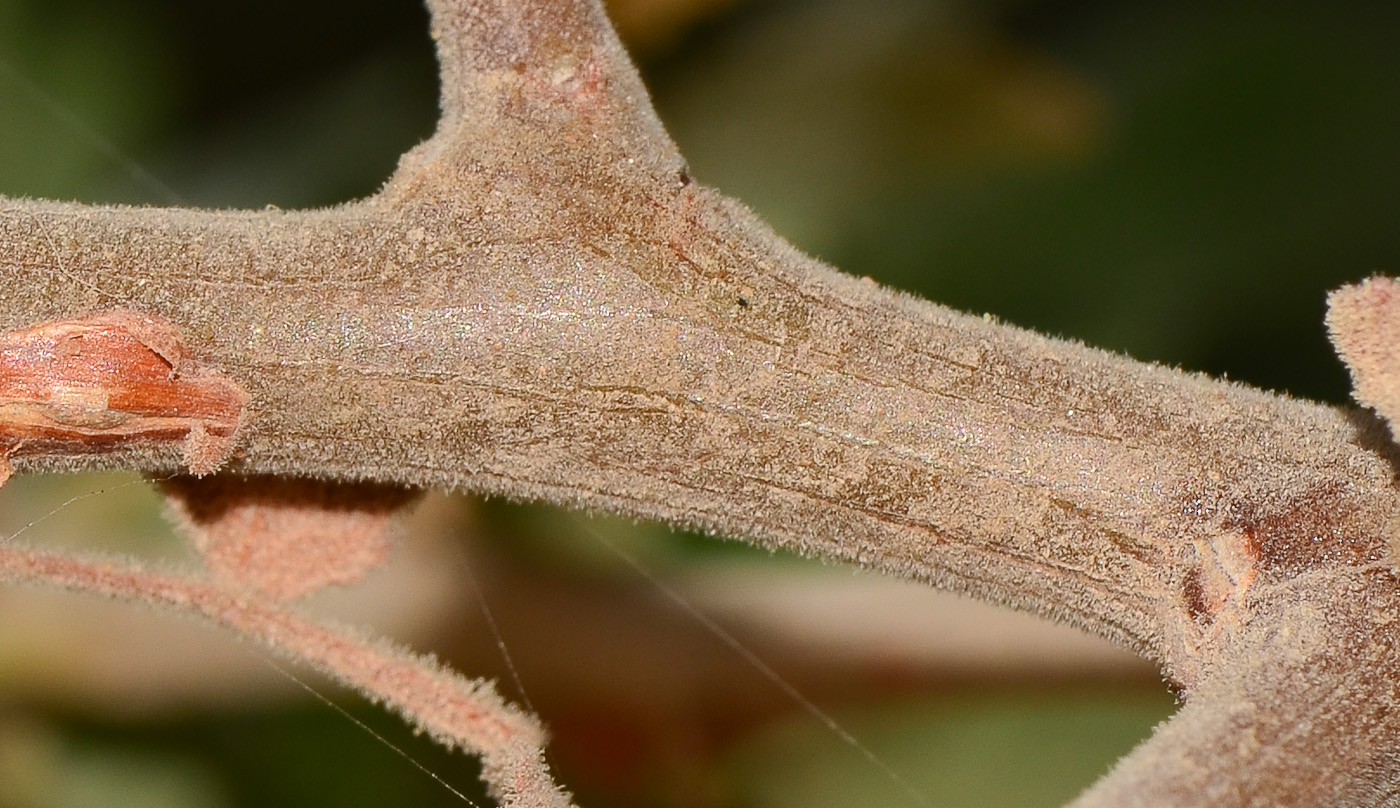 Image of Bursera hindsiana specimen.