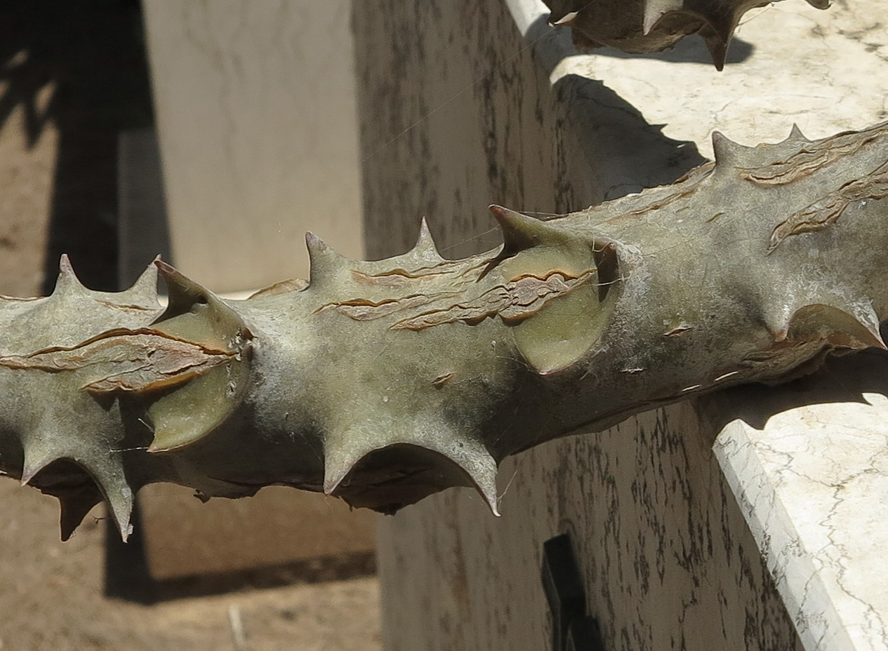 Image of Kalanchoe beharensis specimen.