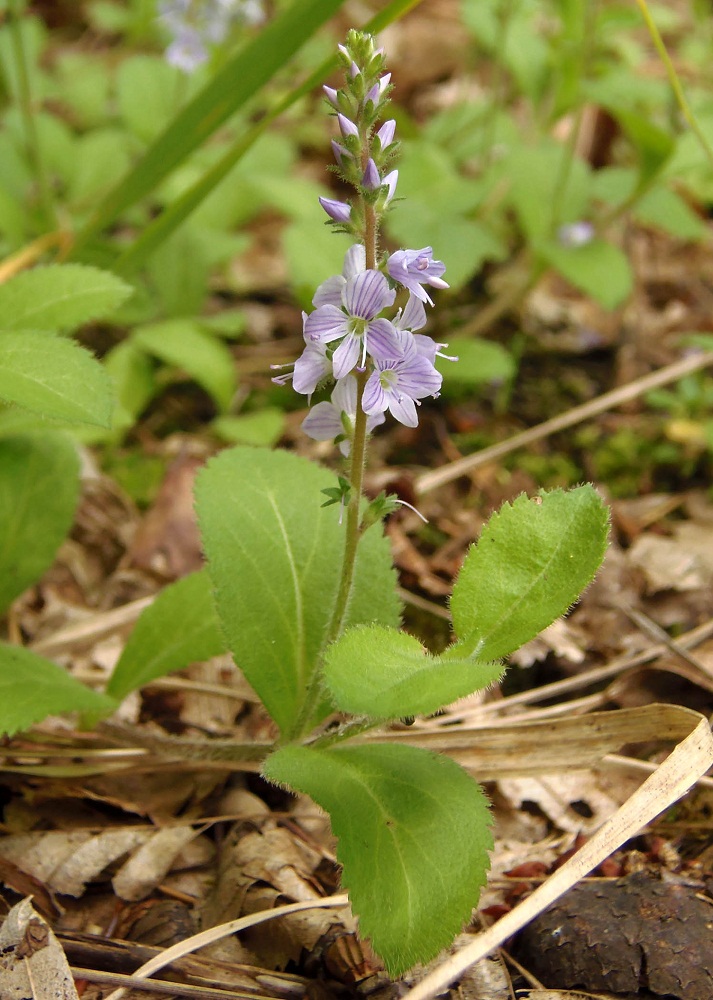 Image of Veronica officinalis specimen.