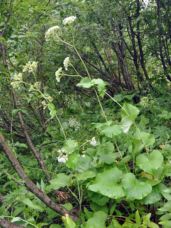 Изображение особи Valeriana alliariifolia.