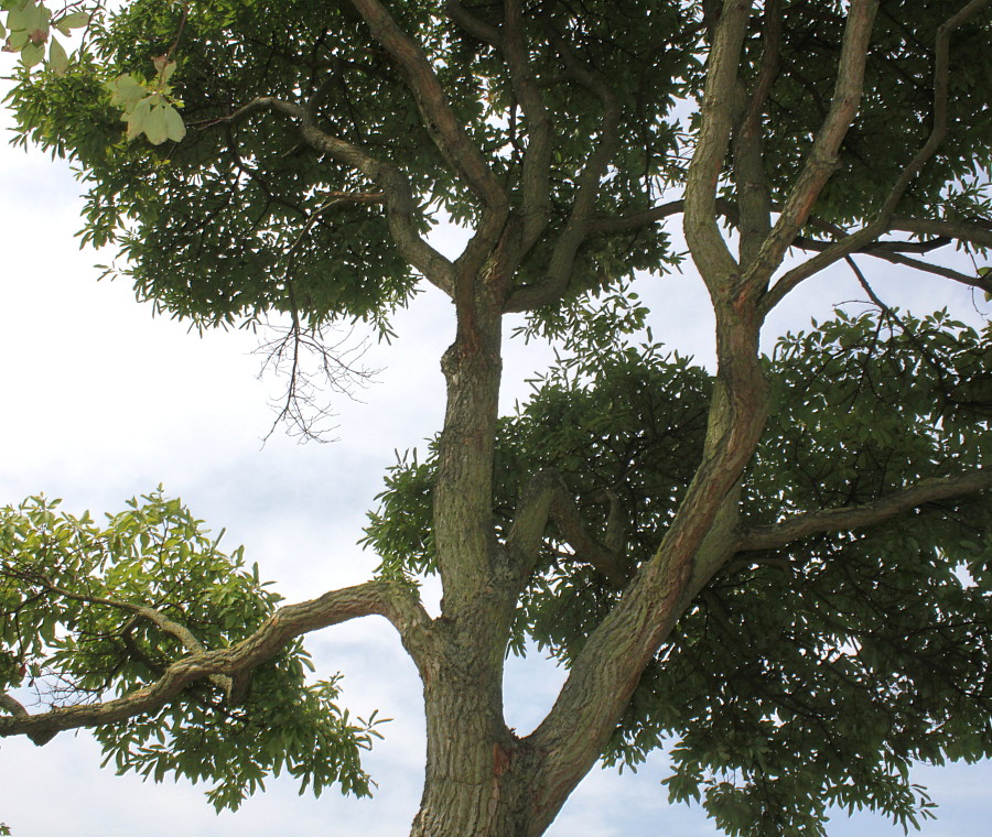 Image of Sassafras albidum specimen.