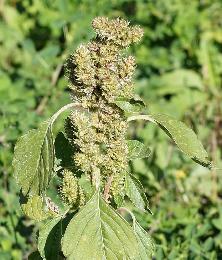 Image of Amaranthus retroflexus specimen.