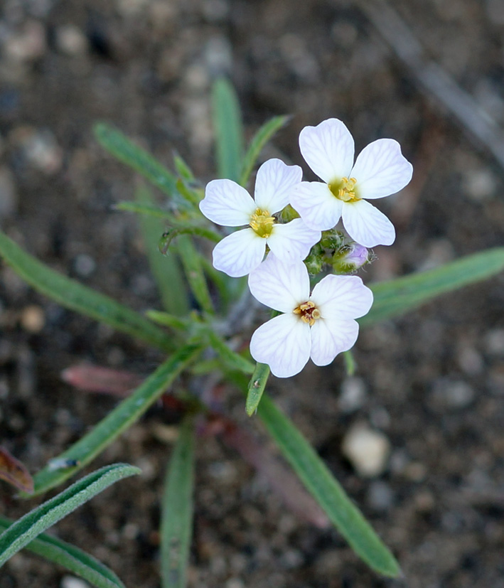 Image of Dontostemon integrifolius specimen.