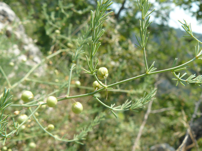 Image of genus Asparagus specimen.