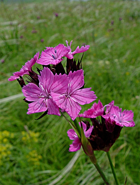 Image of Dianthus capitatus specimen.