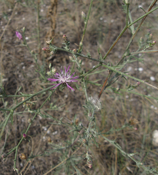 Image of Centaurea caprina specimen.