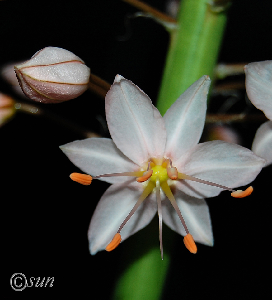 Изображение особи Eremurus robustus.