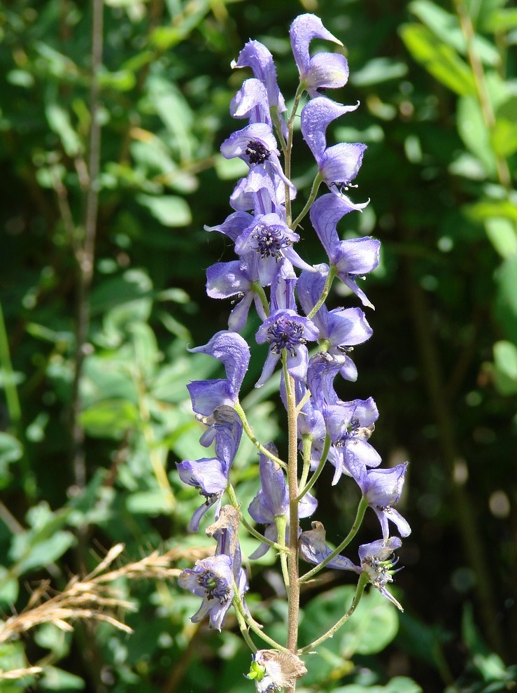 Изображение особи Aconitum baicalense.