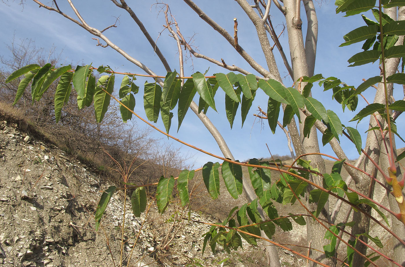 Изображение особи Ailanthus altissima.