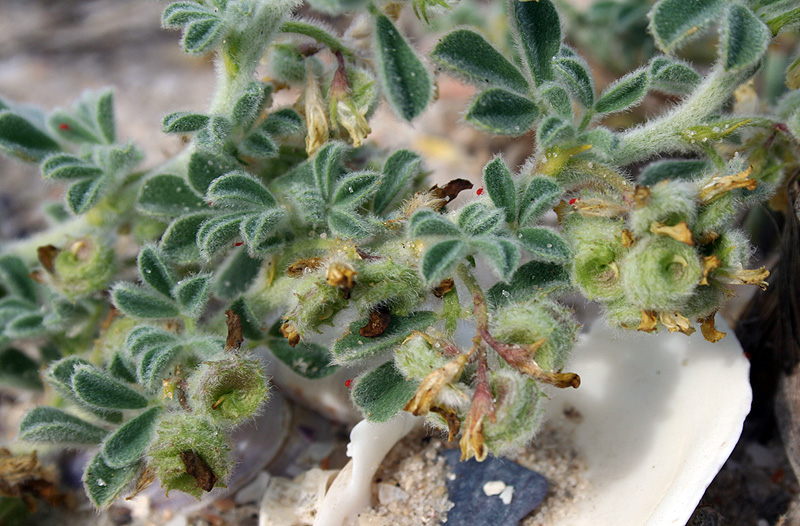 Image of Medicago marina specimen.