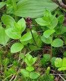 Listera cordata