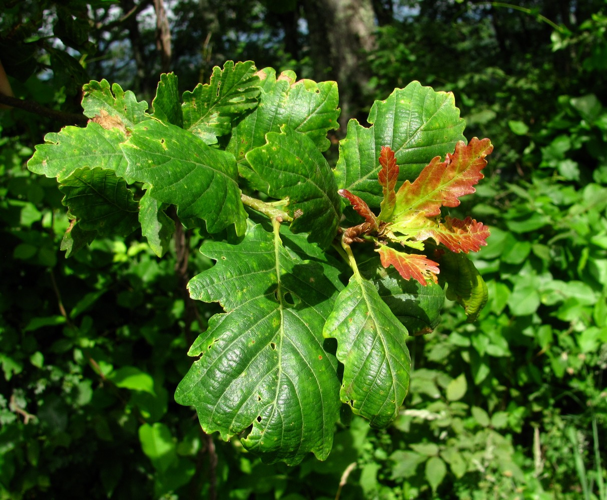 Изображение особи Quercus petraea.