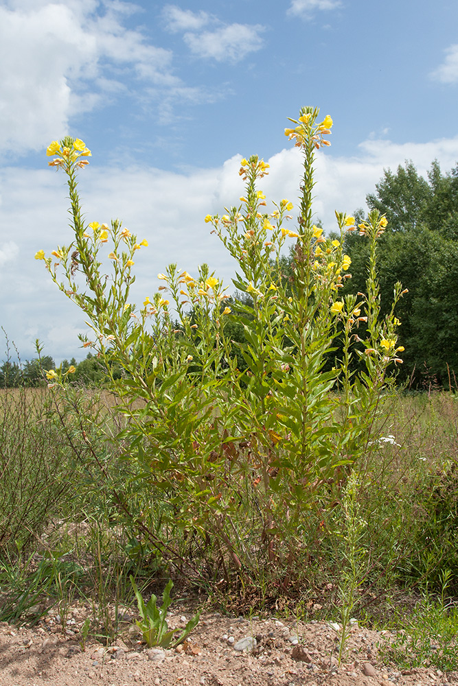 Изображение особи Oenothera biennis.